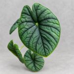 密瓜海芋｜商品原相背景重製