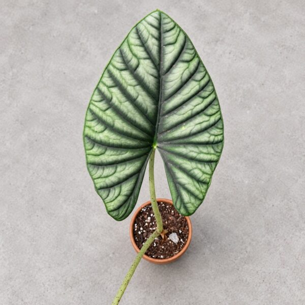 Alocasia Nebula