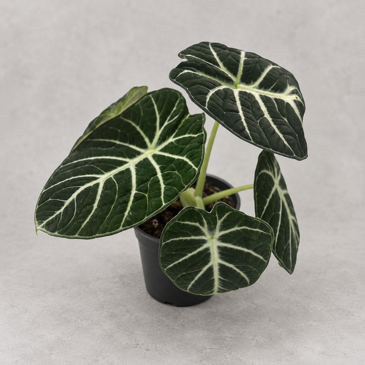 plantjai-alocasia-ninja-cover-renewal-20261005 忍者海芋|商品原相背景重製