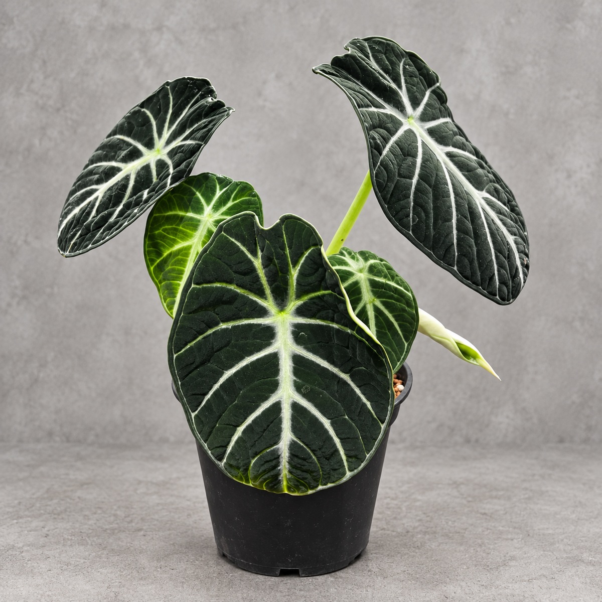 plantjai-alocasia-ninja2-cover-renewal-20261005 忍者海芋|商品原相背景重製