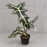 諾比海芋｜商品原相背景重製
