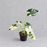 沖繩銀海芋｜商品原相背景重製