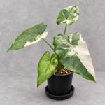 沖繩銀海芋｜商品原相背景重製