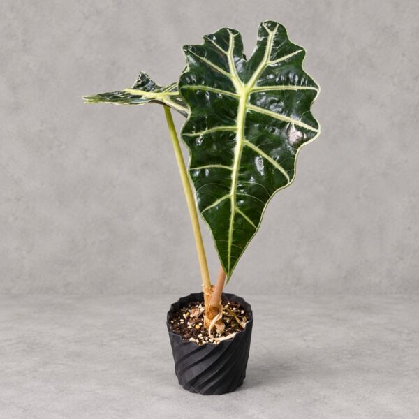 Alocasia x amazonica 'Polly' — 植仔 Plantjai 香港觀葉植物