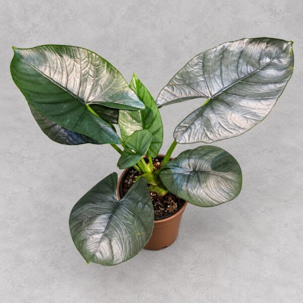 Alocasia Reginae