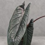 甲骨文海芋｜商品原相背景重製