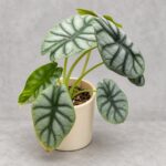 白犀牛海芋｜商品原相背景重製