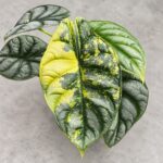 白犀牛錦海芋｜商品原相背景重製