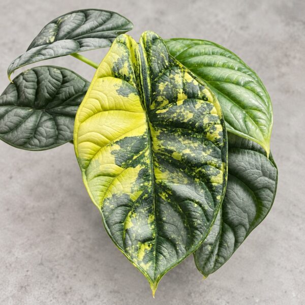 Alocasia Silver Dragon Variegated