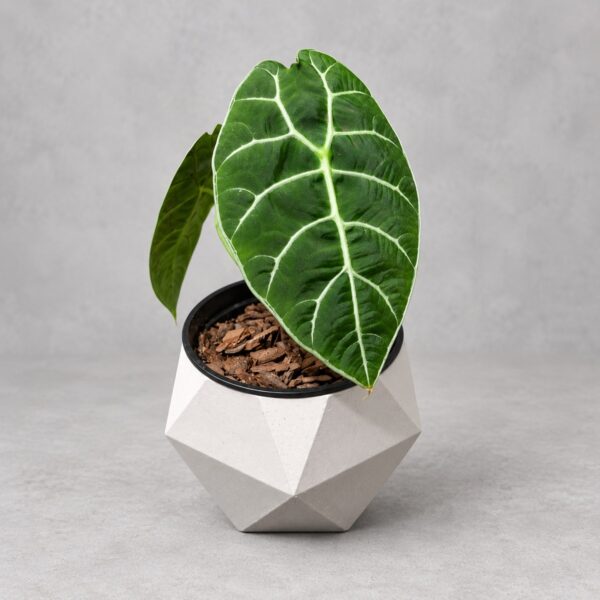 Alocasia Watsoniana Doff