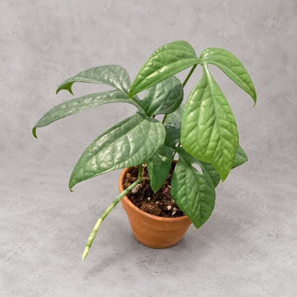 Amydrium medium blue — 植仔 Plantjai 香港觀葉植物