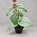 宿霧藍蛛網雷公蓮｜商品原相背景重製