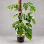 蛛網雷公蓮｜商品原相背景重製