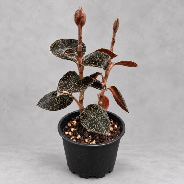 Anoectochilus formosanus — 植仔 Plantjai 香港觀葉植物