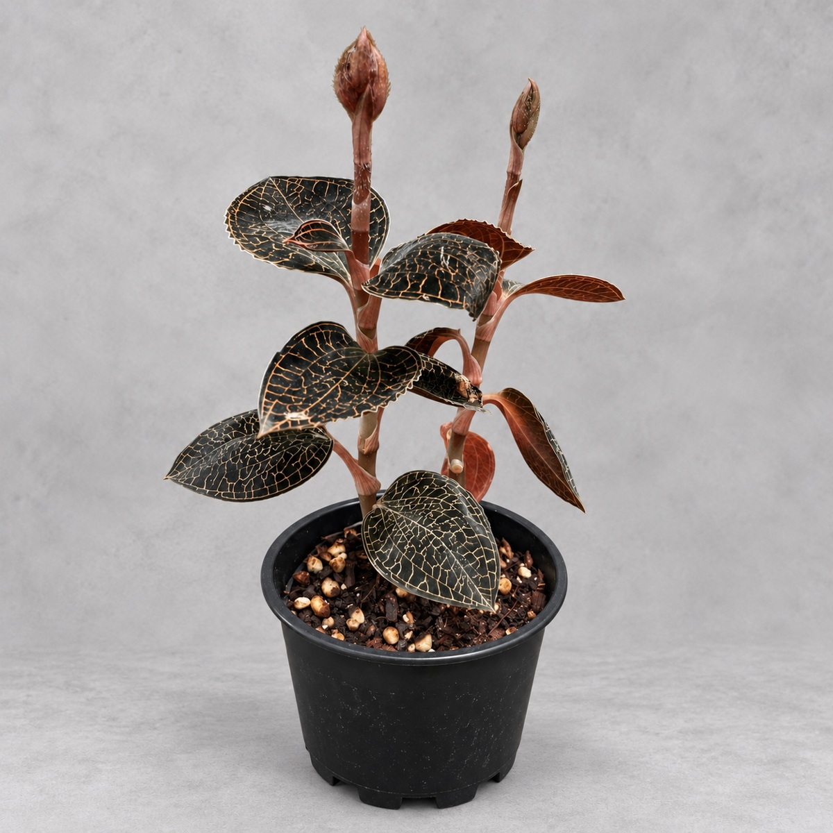 plantjai-anoectochilus-formosanus-cover-renewal-20261005 台灣金線蓮|商品原相背景重製