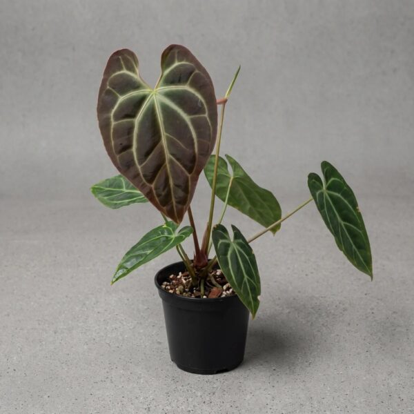 Anthurium besseae aff. — 植仔 Plantjai 香港觀葉植物