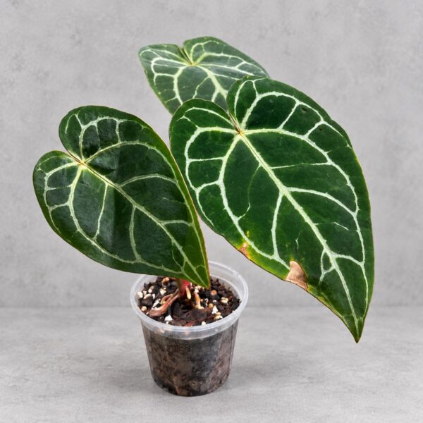 Anthurium chrystallinum Turtle — 植仔 Plantjai 香港觀葉植物