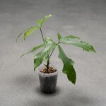 雪花花燭 Anthurium Clavigerum｜示意圖 representative image