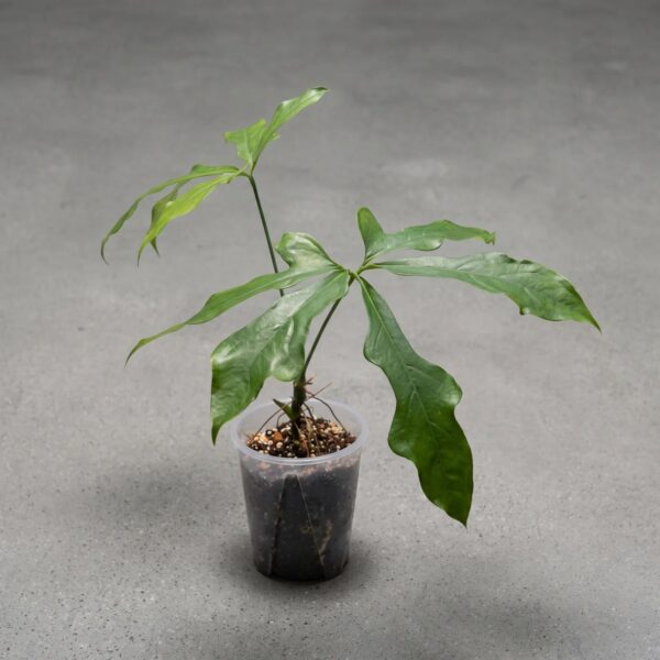 Anthurium clarvigerum — 植仔 Plantjai 香港觀葉植物