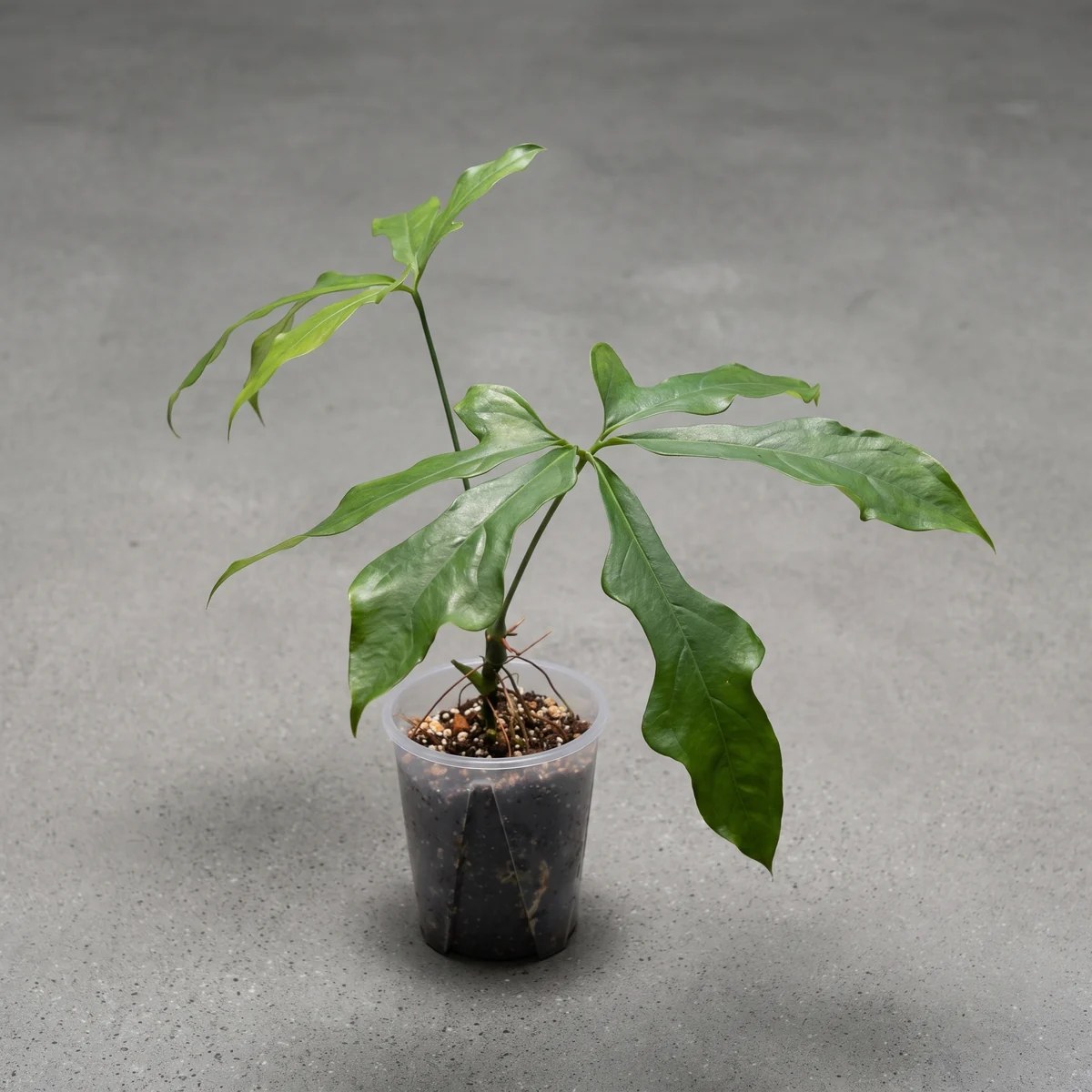 plantjai-anthurium-clavigerum-cover-ai 雪花花燭 Anthurium Clavigerum|示意圖 representative image