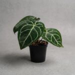 水晶花燭 Anthurium Crystallinum｜示意圖 representative image