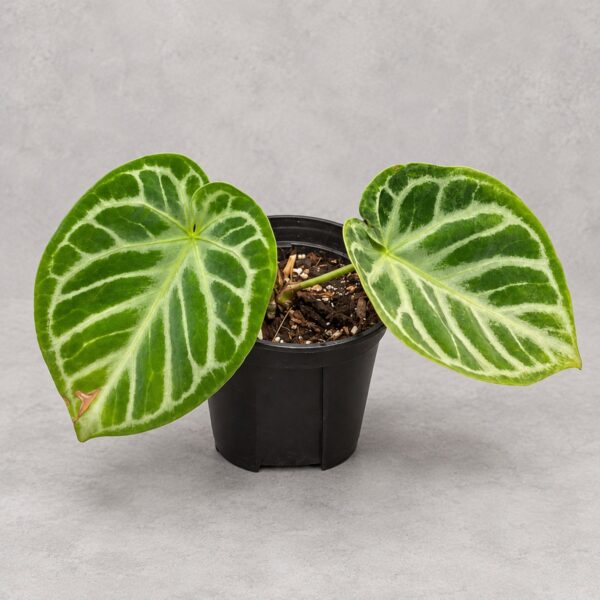 Anthurium crystallinum 'Doriyaki' — 植仔 Plantjai 香港觀葉植物