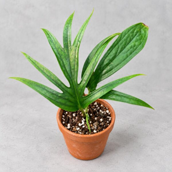 Anthurium Cutucuense — 植仔 Plantjai 香港觀葉植物