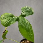 龍型花燭 Anthurium Draconopterum｜示意圖 representative image