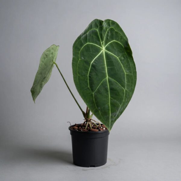Anthurium forgetii — 植仔 Plantjai 香港觀葉植物
