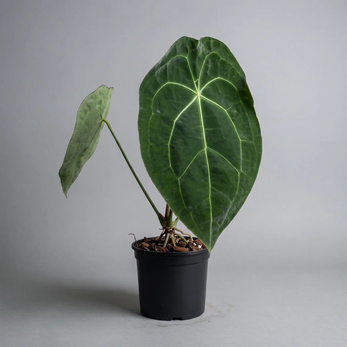 plantjai-anthurium-forgetii-cover-ai 盾葉花燭 Anthurium Forgetii|示意圖 representative image