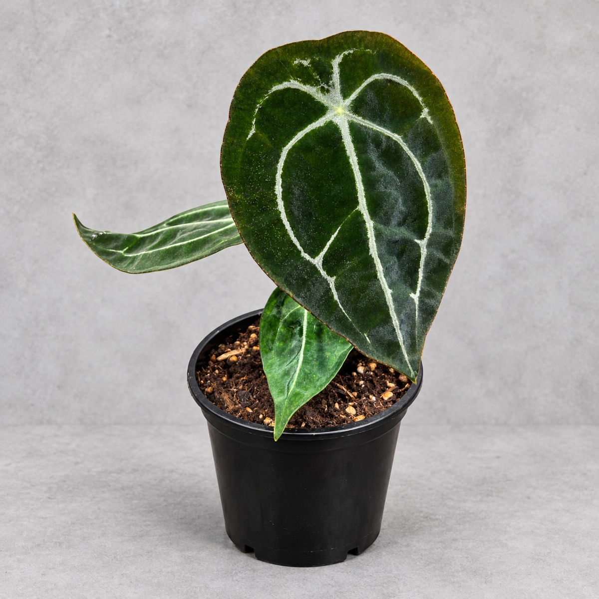 plantjai-anthurium-forgetii-crystallinum-cover-renewal-20261005 盾葉水晶花燭|商品原相背景重製