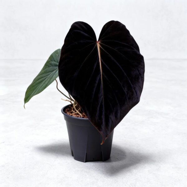 Anthurium Kunayalense