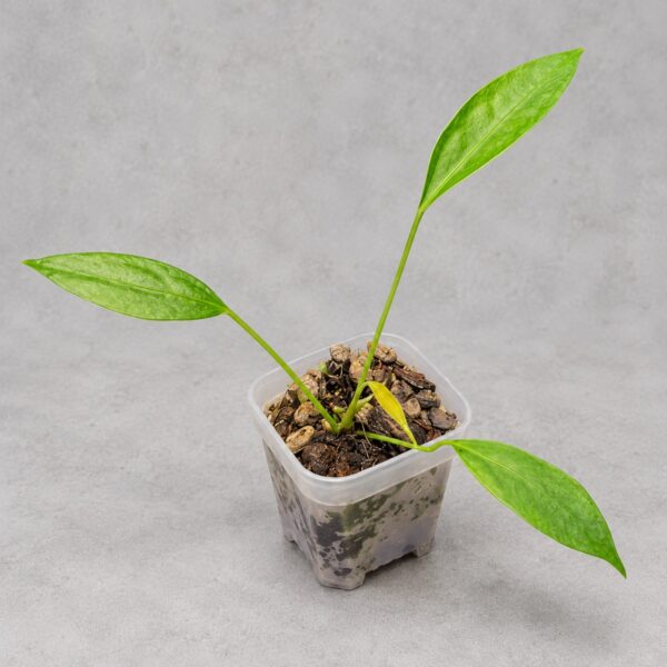 荷蘭豆花燭 — 植仔 Plantjai 香港觀葉植物