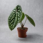 奢華火鶴 Anthurium Luxurians｜示意圖 representative image