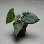 奢華盾葉花燭 Anthurium Luxurians Forgetii｜示意圖 representative image