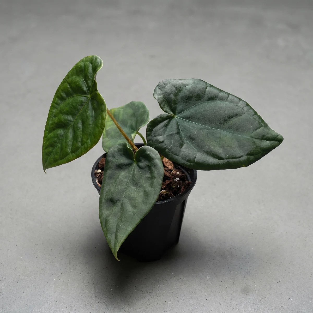 plantjai-anthurium-luxurians-forgetii-cover-ai 奢華盾葉花燭 Anthurium Luxurians Forgetii|示意圖 representative image