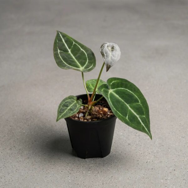 Anthurium magnificum x crystallinum — 植仔 Plantjai 香港觀葉植物