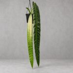 海帶花燭｜植物原圖背景重製