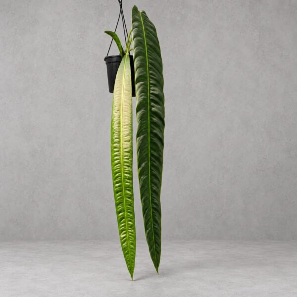 Anthurium morona — 植仔 Plantjai 香港觀葉植物