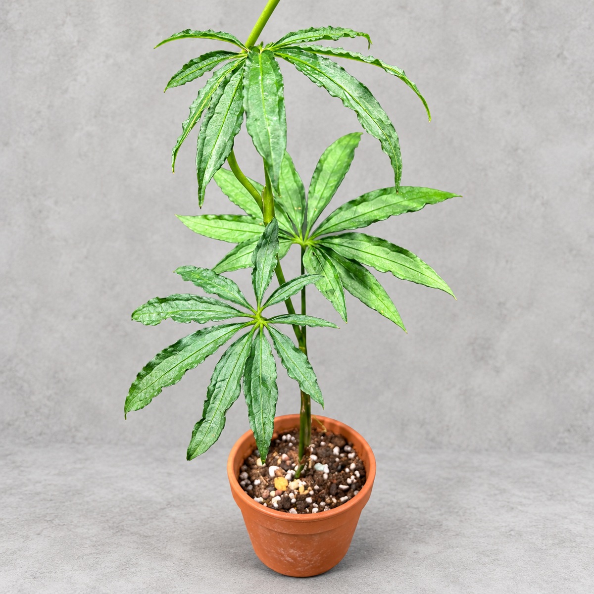 plantjai-anthurium-polyschistum-cover-renewal-20261005 麻葉花燭|商品原相背景重製