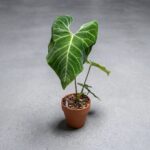 皇火鶴 Anthurium Regale 2｜示意圖 representative image