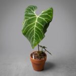 帝王火鶴 Anthurium Regale｜示意圖 representative image