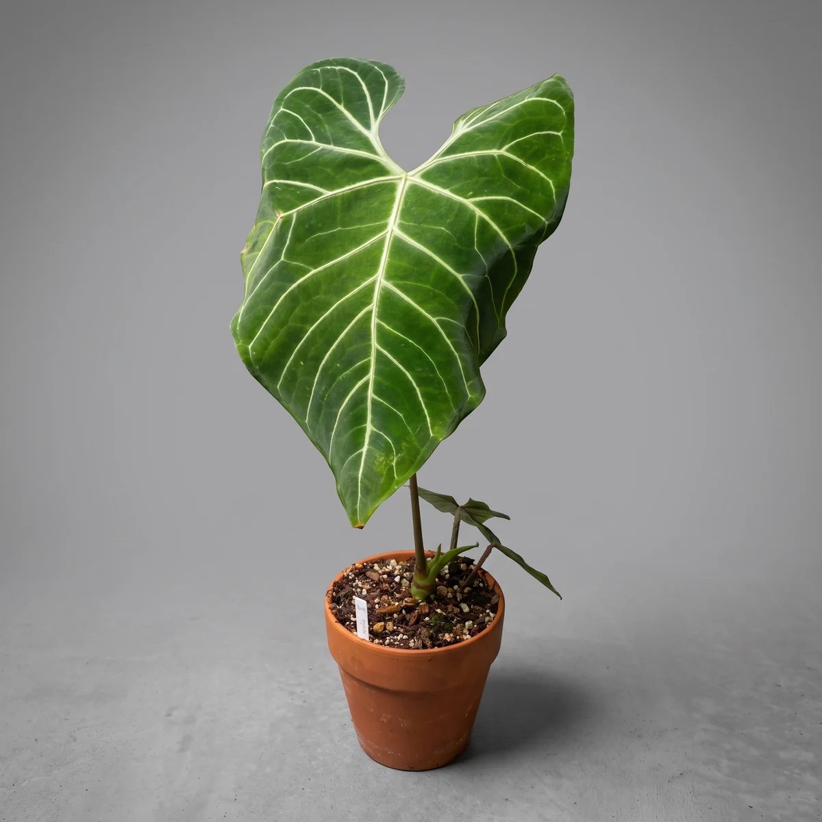 plantjai-anthurium-regale-cover-ai 帝王火鶴 Anthurium Regale|示意圖 representative image