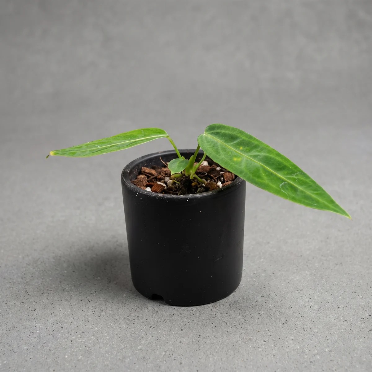 plantjai-anthurium-warocqueanum-cover-ai 火鶴后 Anthurium Warocqueanum|示意圖 representative image