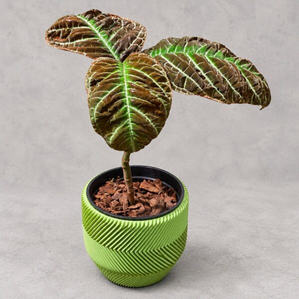 Ardisia gigantifolia