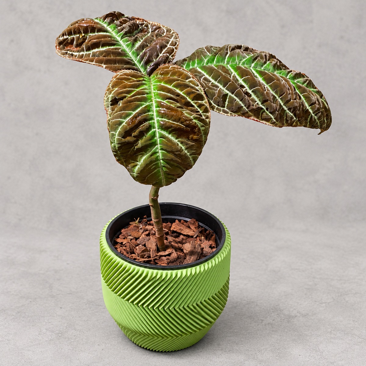 plantjai-ardisia-gagantifolia-cover-renewal-20261005 走馬胎|商品原相背景重製