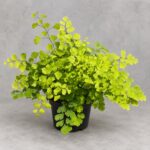 黑骨芒／鐵線蕨｜商品原相背景重製