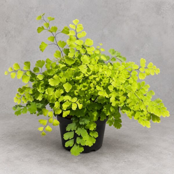 Adiantum Capillus Veneris