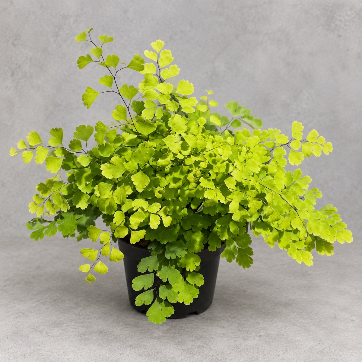plantjai-asplenium-capillus-veneris-cover-renewal-20261005 黑骨芒/鐵線蕨|商品原相背景重製