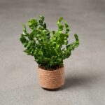 火焰鳥巢蕨 Asplenium Nidus Crispy Waves 2｜示意圖 representative image